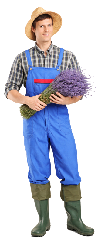 Lavanta tarlasi illusturasyonu