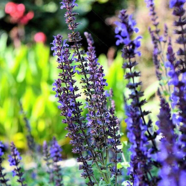 flowers-lavenders-purple-flowers-1108813