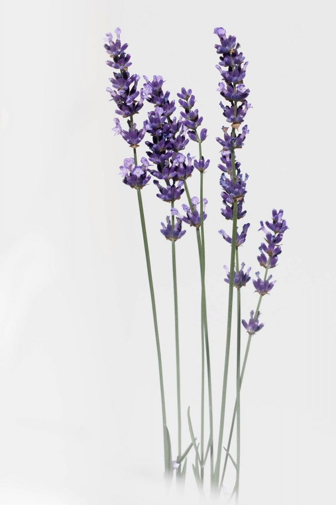 lavender flower nature 2452106