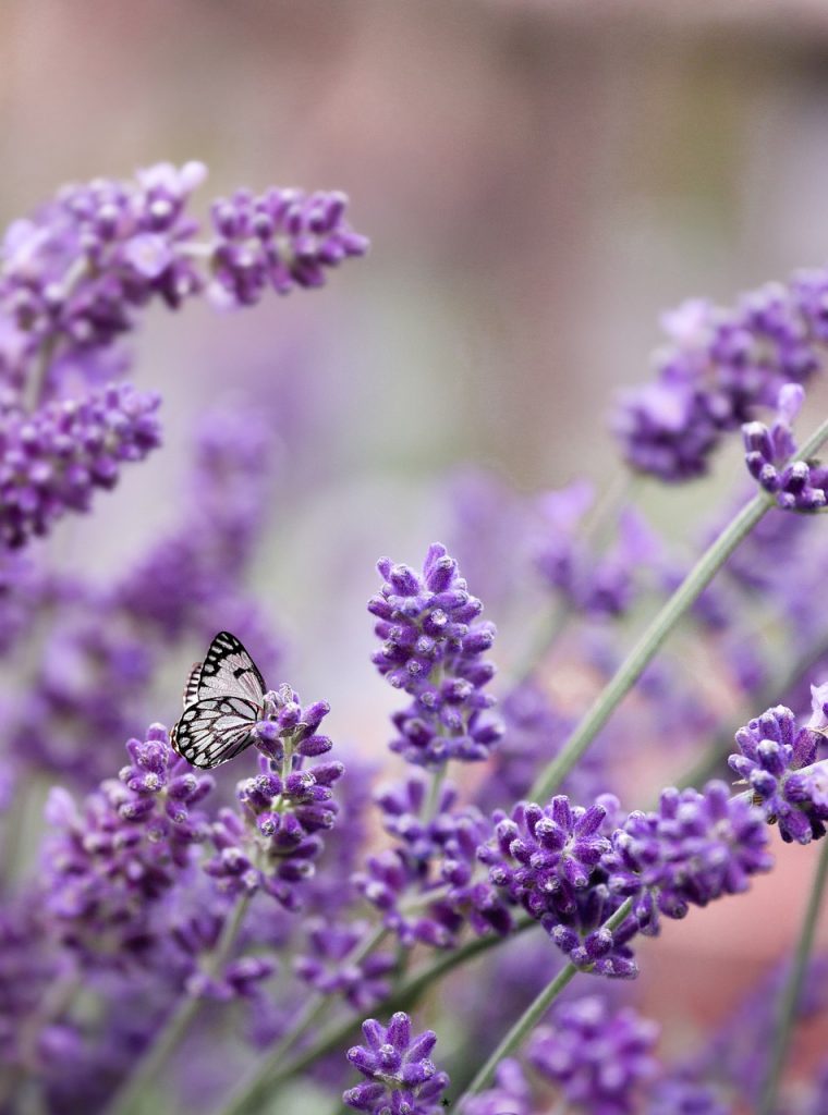 lavender purple butterfly 5256271