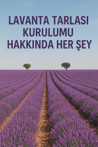 lavanta tarlası kurulumu